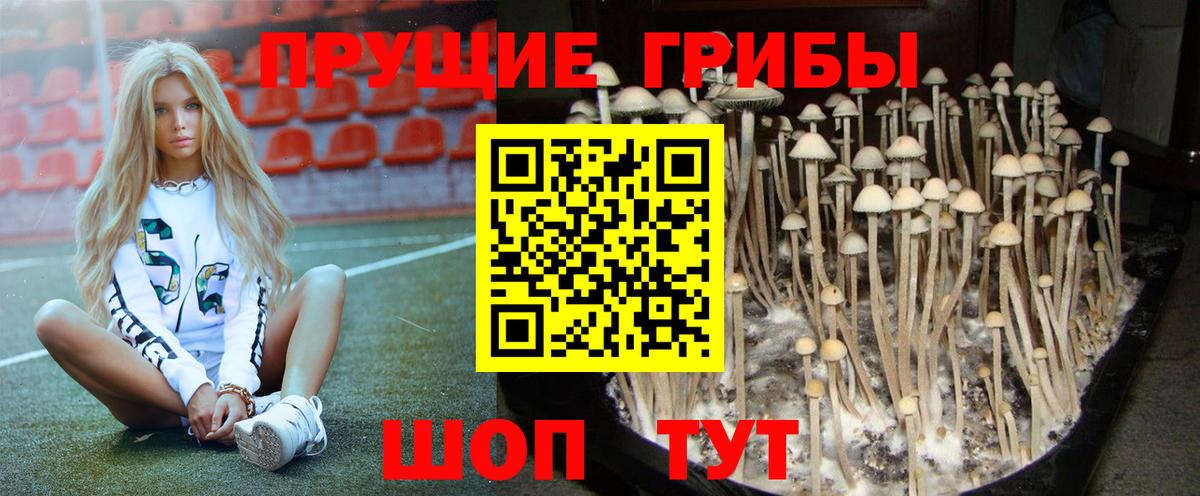 Галлюциногенные грибы Psilocybe Котельники